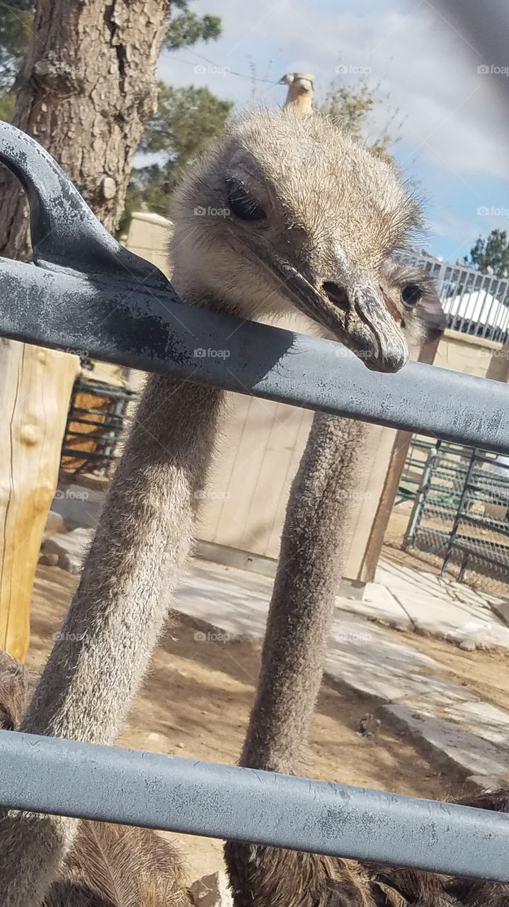 Ostrich Selfie