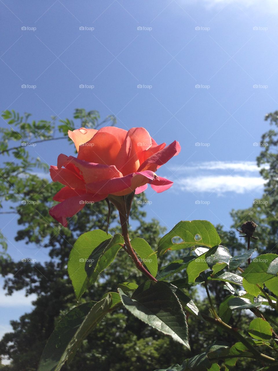 Rose against the sky
