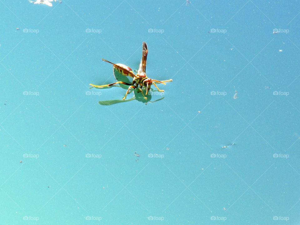 wasp on the water