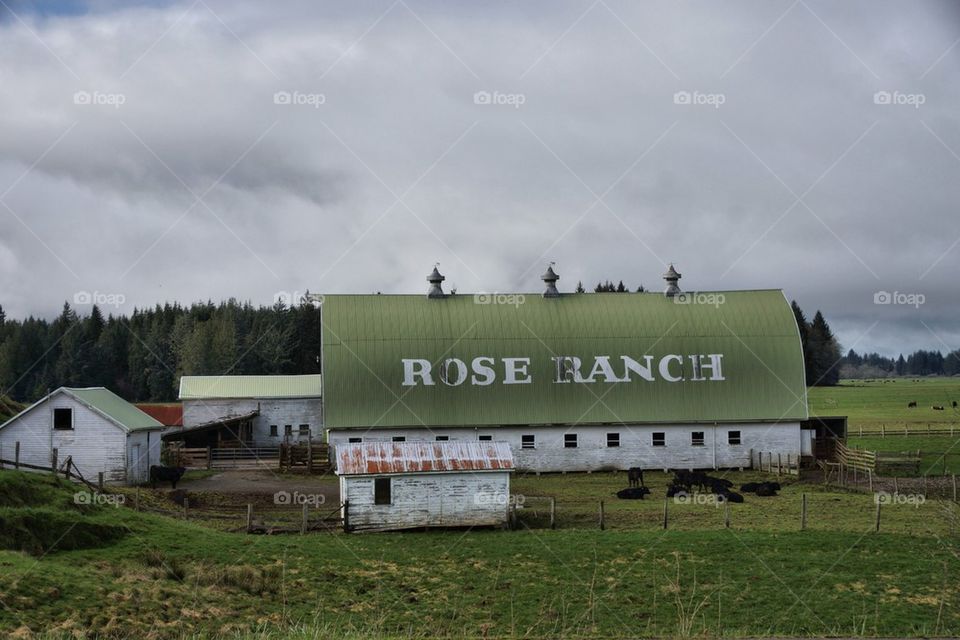 Rose ranch