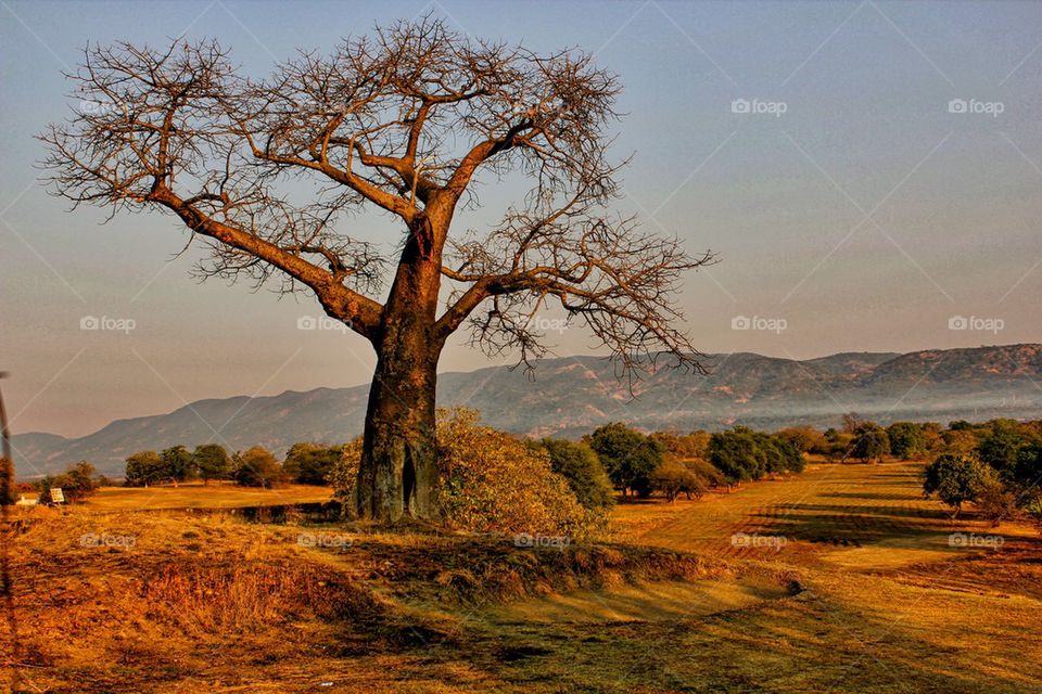 Scenic view of baobab tree and mountain