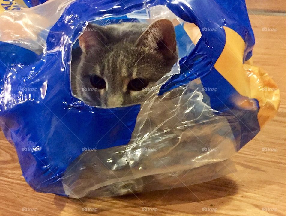 Kitty in a bag