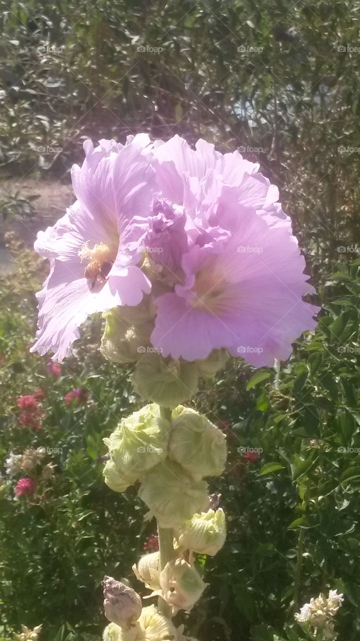 Hollyhocks and bee