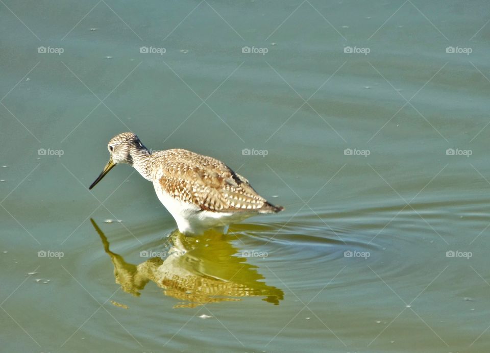 Black-Necked Stilt Shorebird