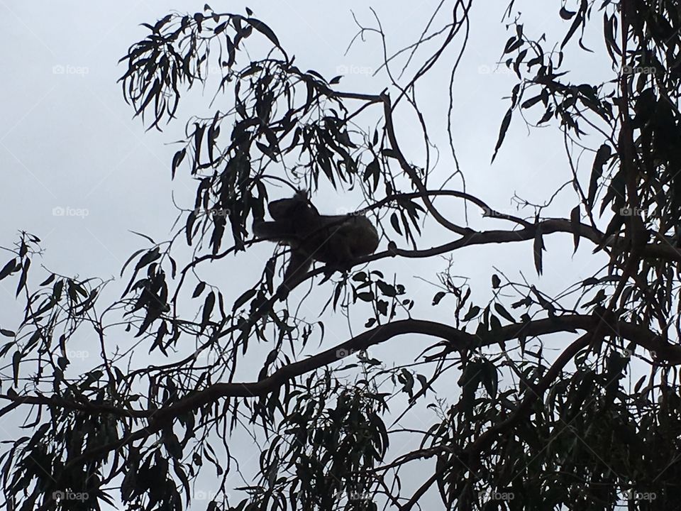Koala walk