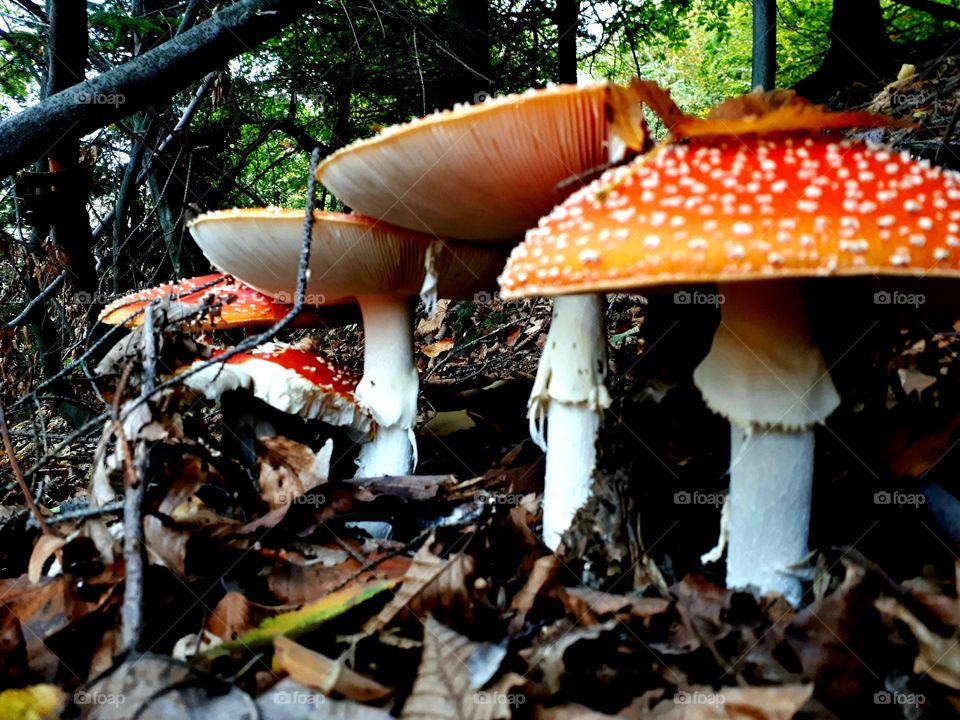 Amanita muscaria (toxic mushrooms)