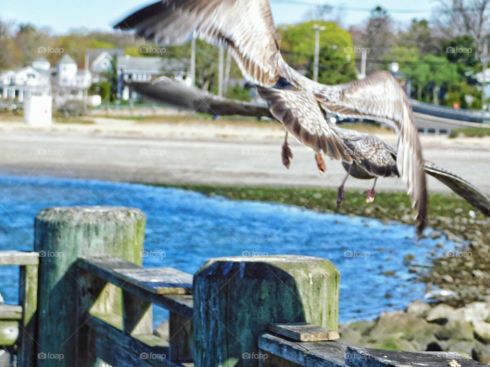 Seagulls at Gulf Beach