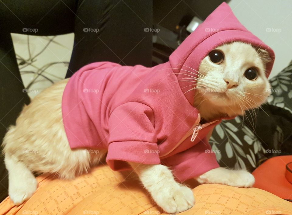 cat in a hoodie