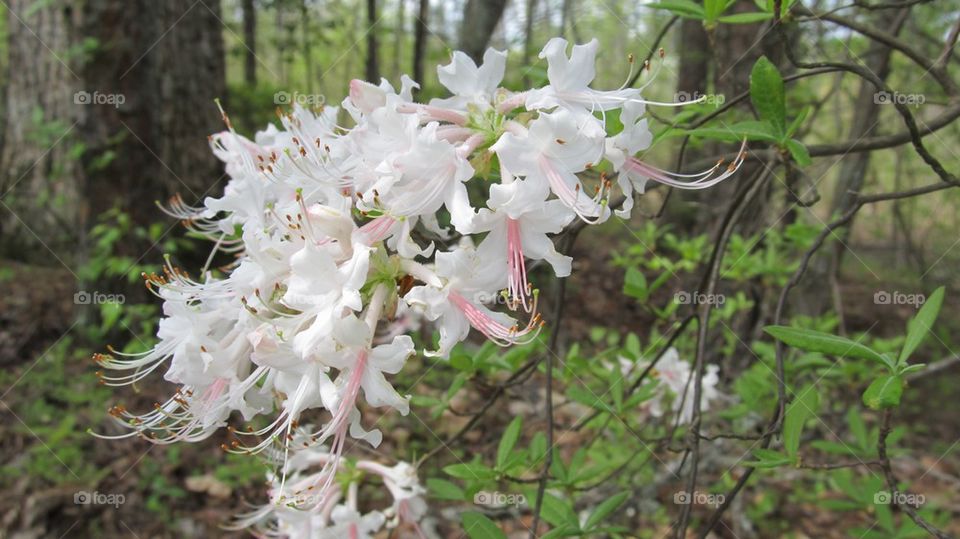 Azalea plant in forest