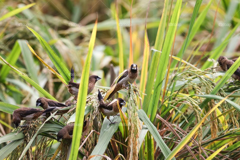 birds in the field