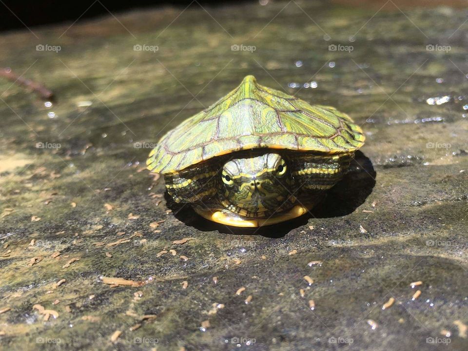 A wee little turtle 