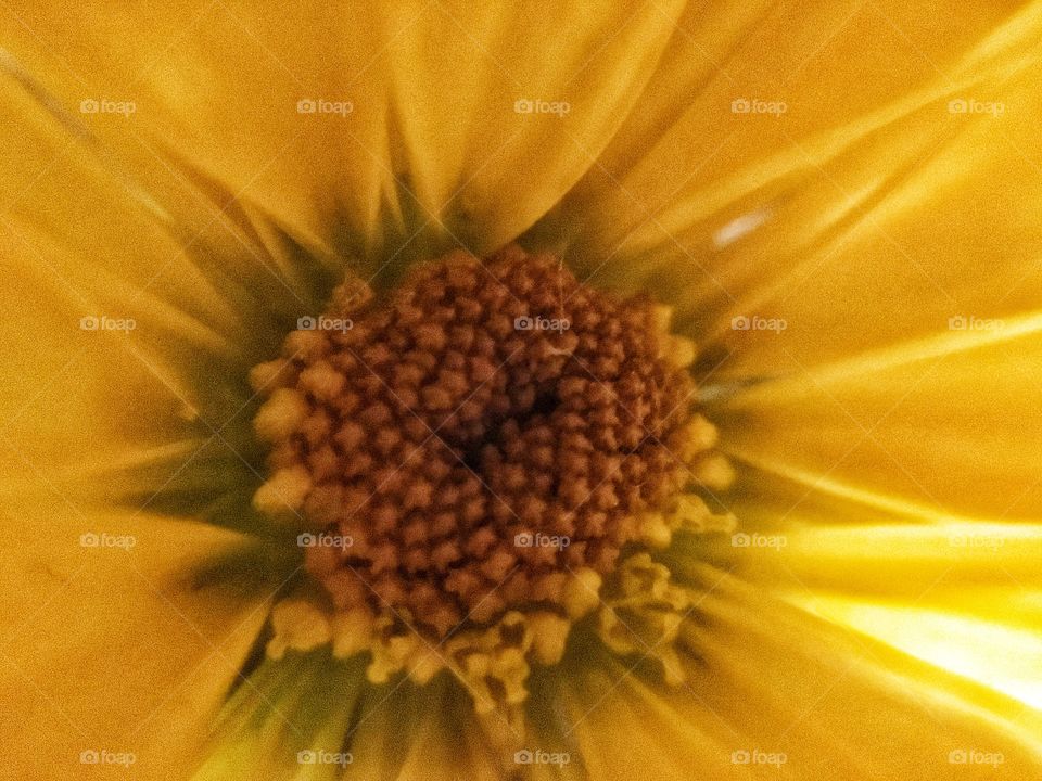 Inside of a daisy. First time capturing inside of a flower, but practice makes close to perfect! 