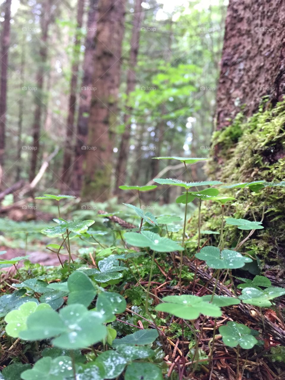 Beautiful forest floor 