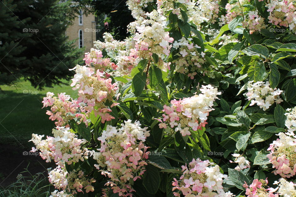 pretty pink and white flowering bush