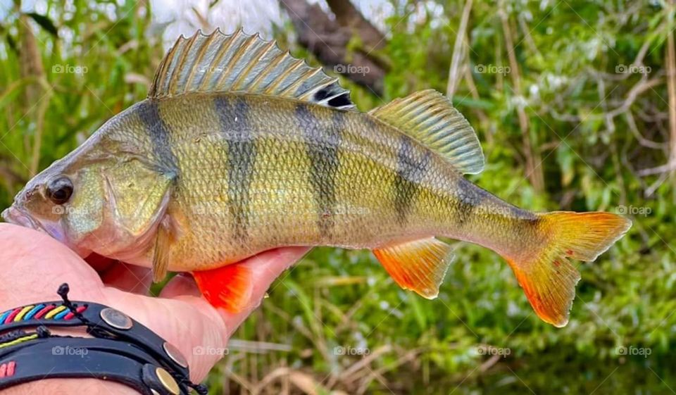 Lesson 1: join the first mission