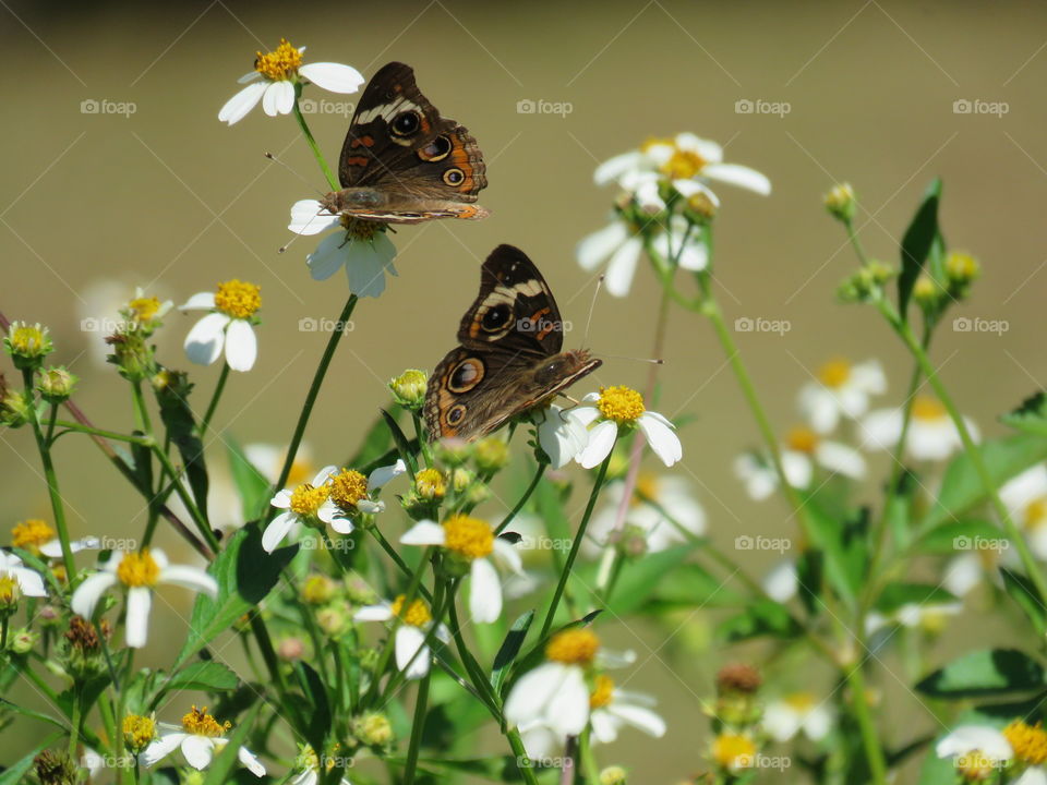 Common buckeye