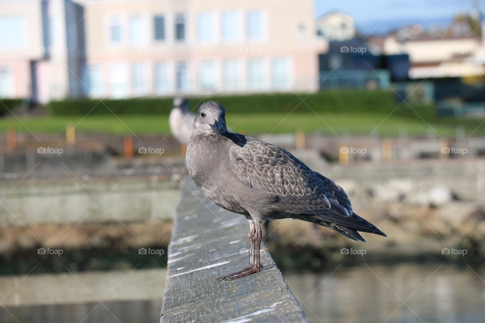 Seagull 