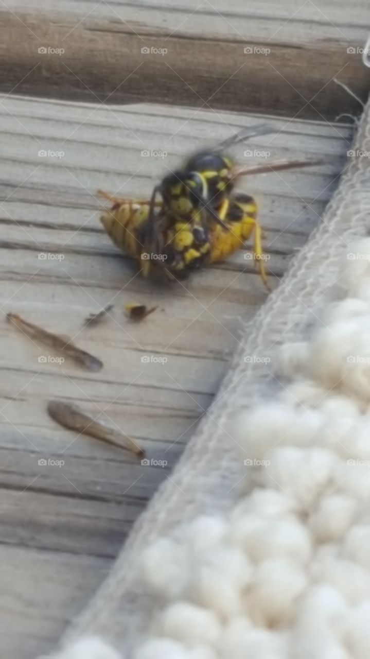 Nature, Wood, Insect, No Person, Wooden