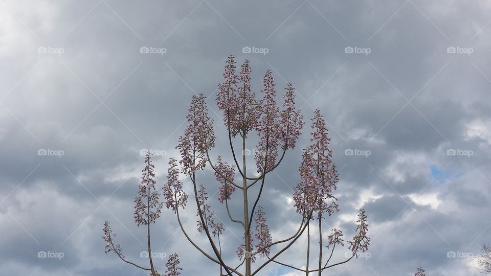 Nature, Tree, Flower, No Person, Sky