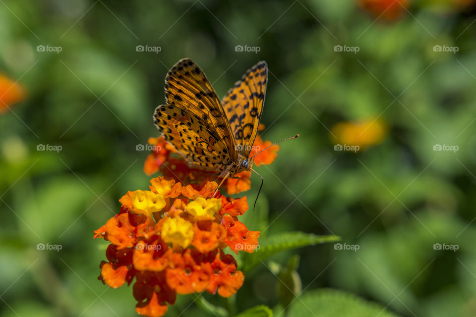 Butterfly on a yellow and orange flower