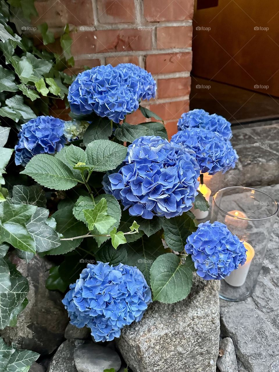 Beautiful Hydrangeas catching my attention 😻