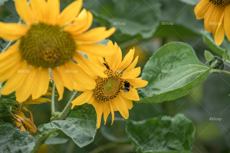 sunflowers bees and bumblebees