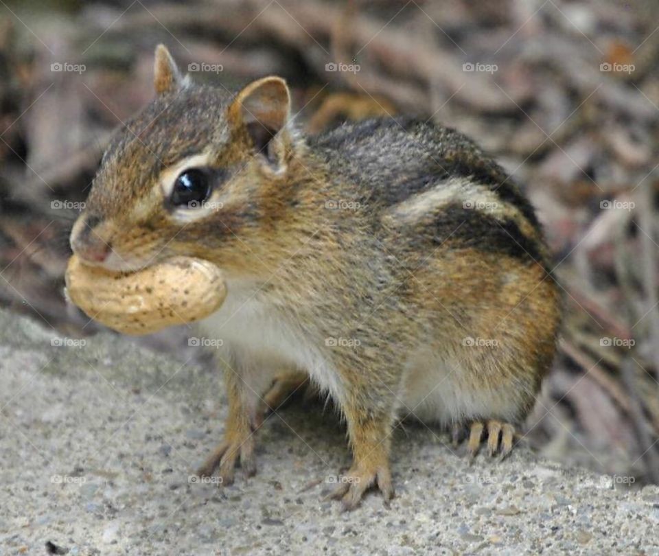 Chipmunk