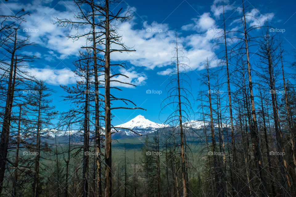 Forest Recovering from Fire with Snow Covered Mountain