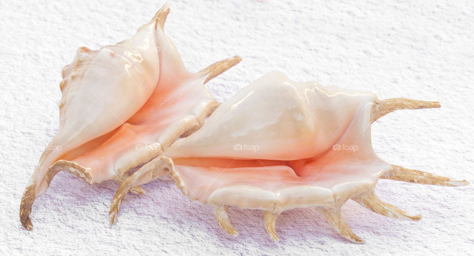 Two large pink Conch Shells on a white textured background.