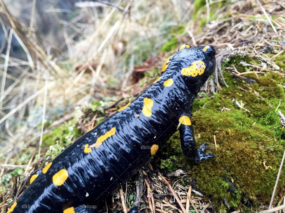 Spotted salamander on the grass