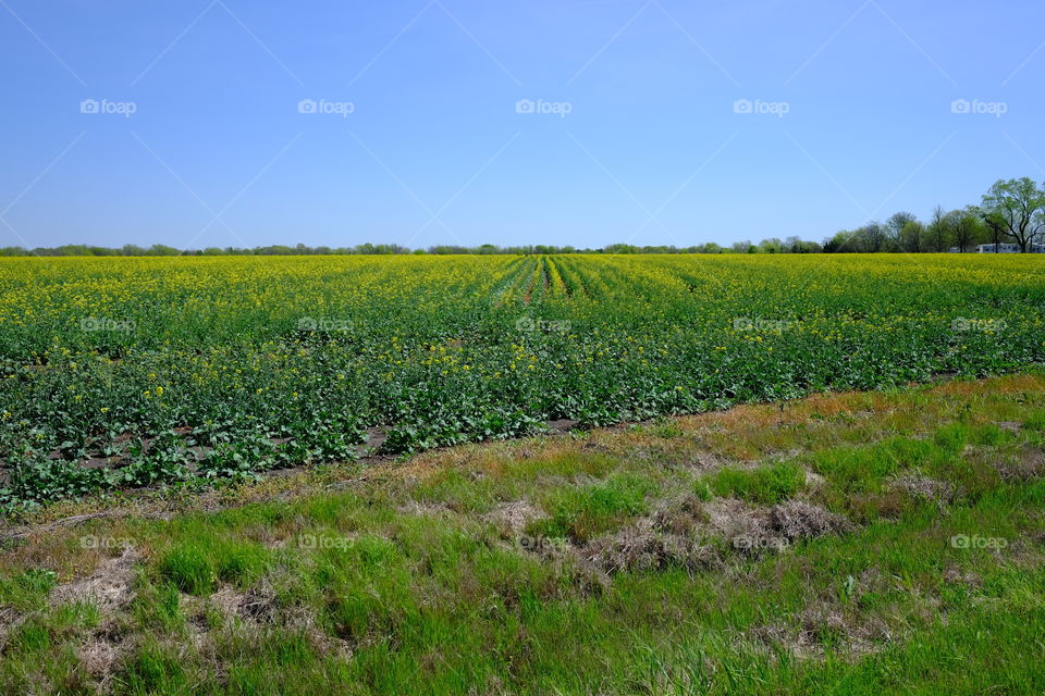 The farmer’s field in bloom