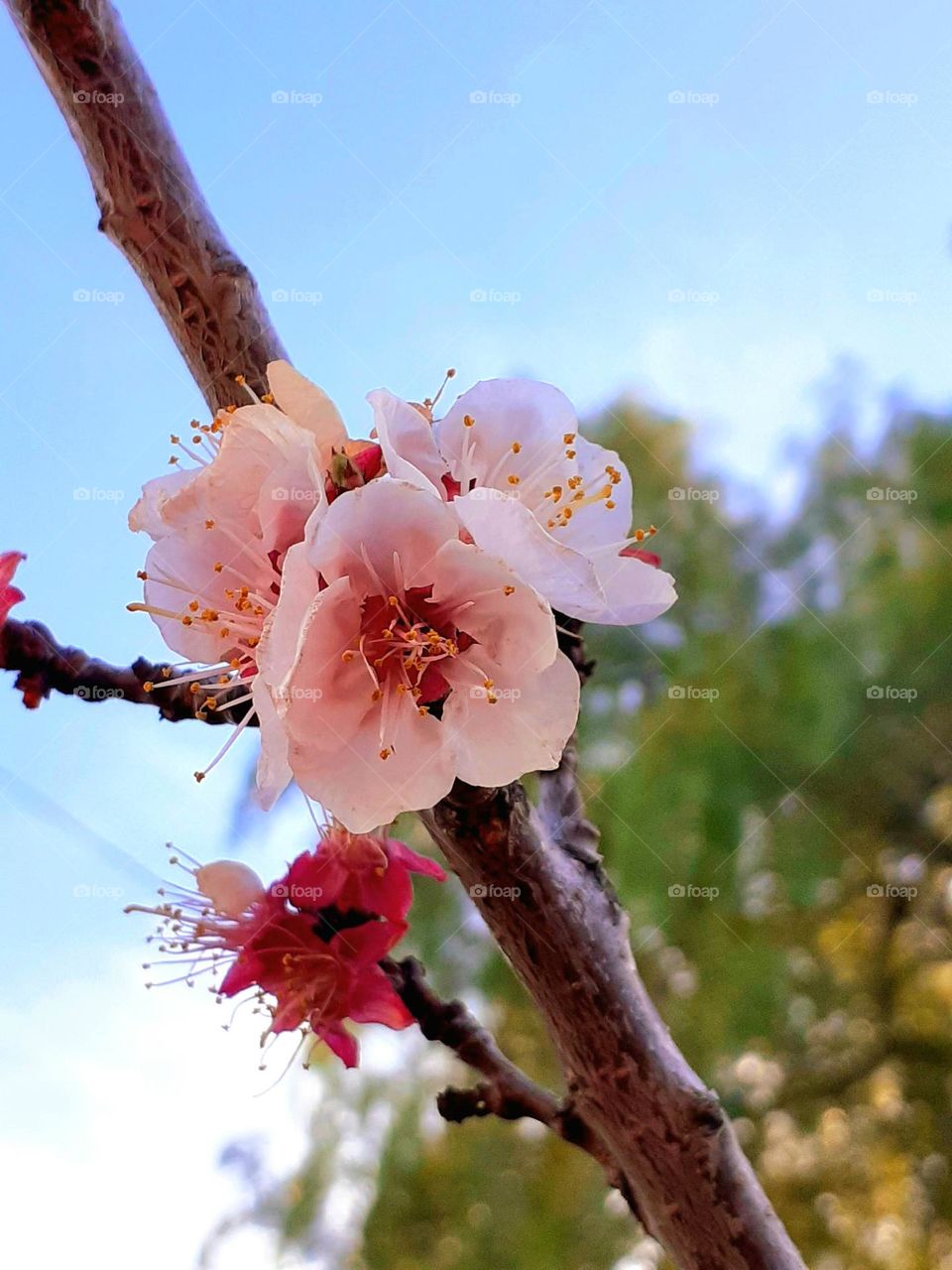 serie móvil de plantas