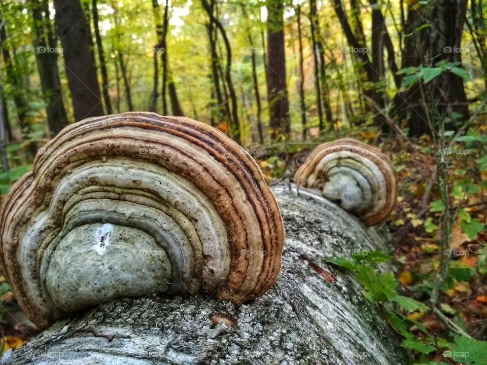 Parasites mushrooms, Polish forest, autumn