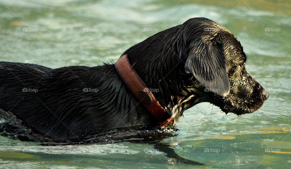 Swimming dog