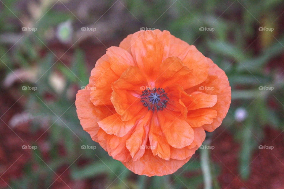 Orange bright fresh flower