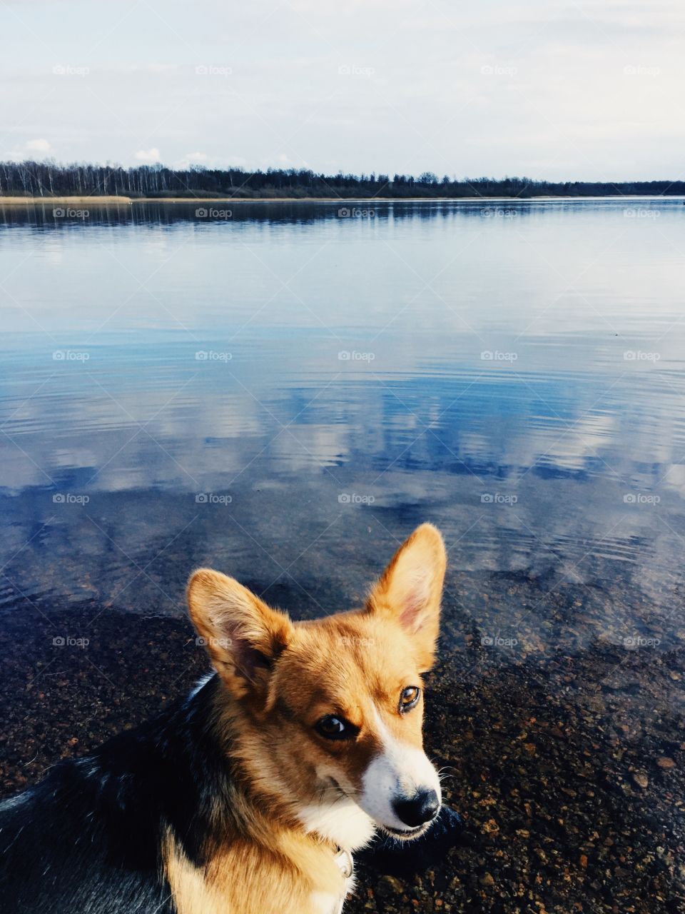 Cute corgi pembroke