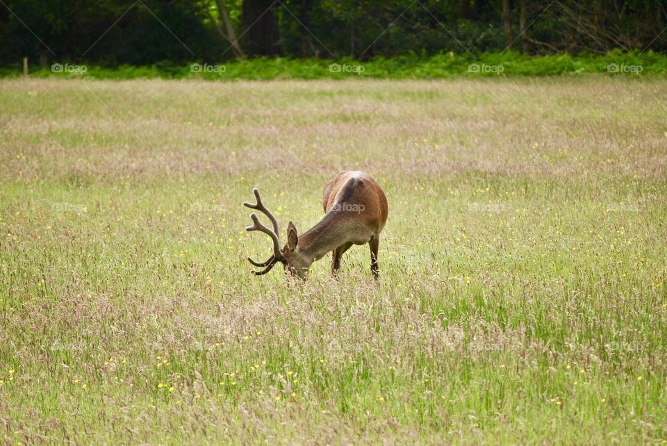 Buck with head down