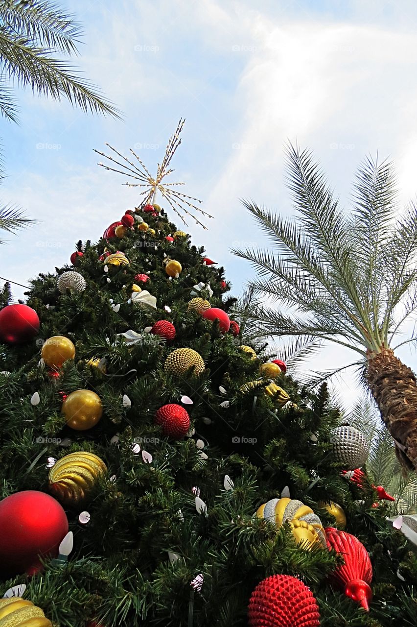 Top of a Christmas Tree framed by palm trees.