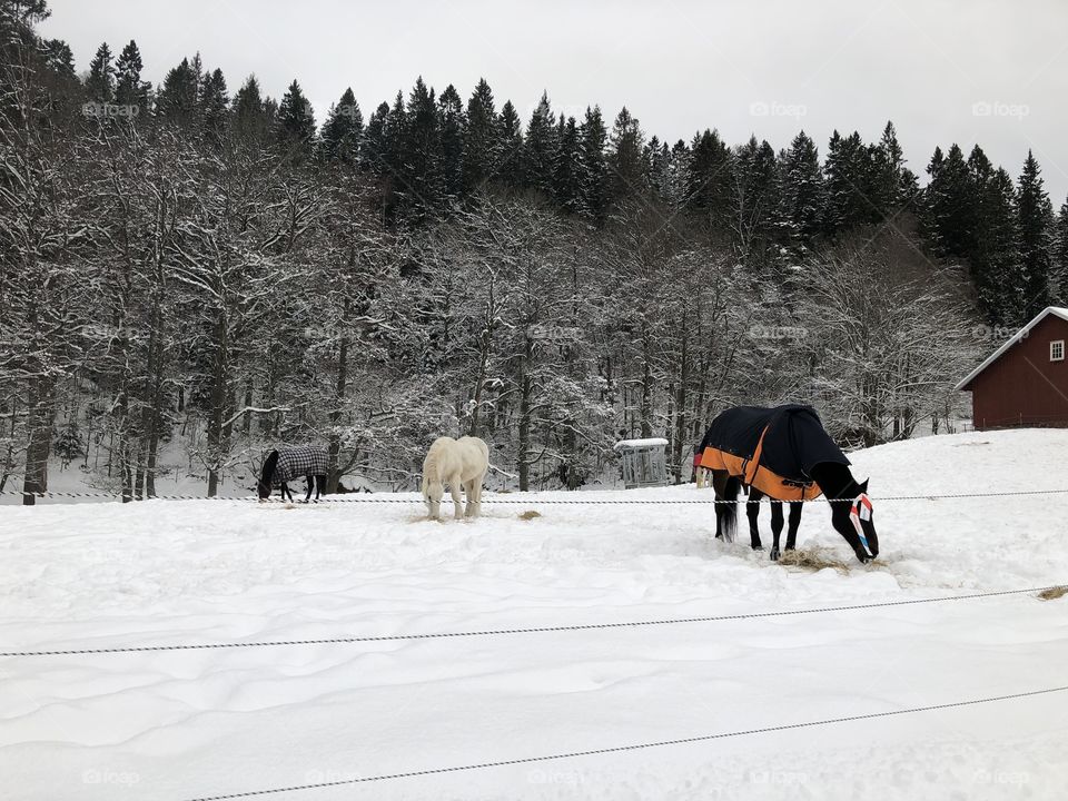 contrast of horses