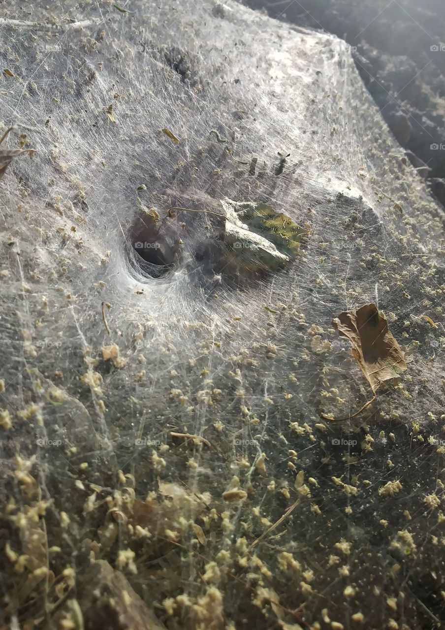 spider fumnel web ground