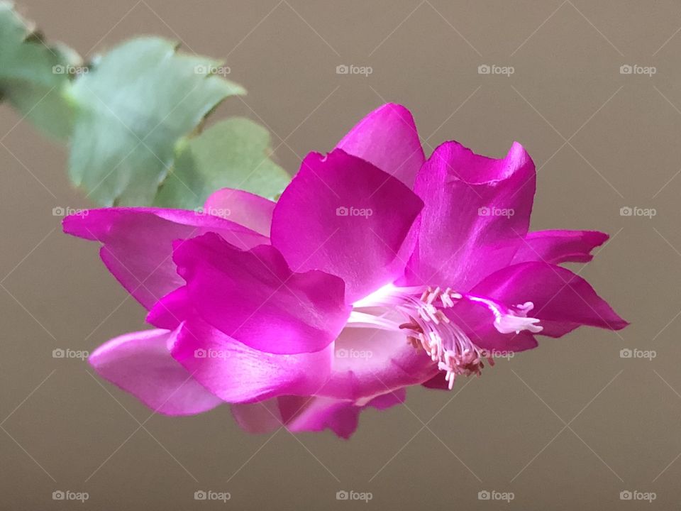 Flor de Maio, or, in English, False Christmas Cactus...
A beautiful flower during winter season in a tropical country...