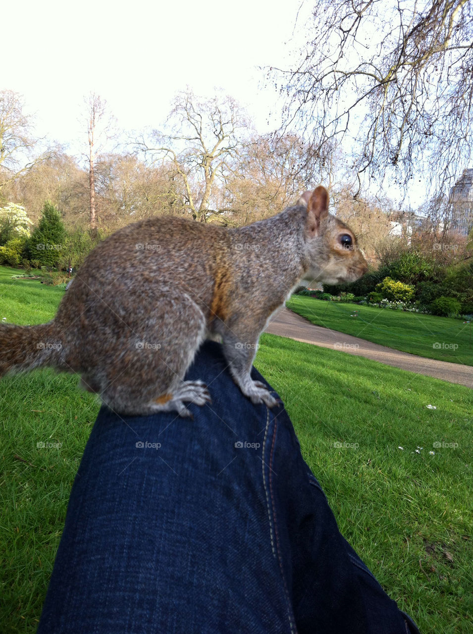 Squirrel in my leg