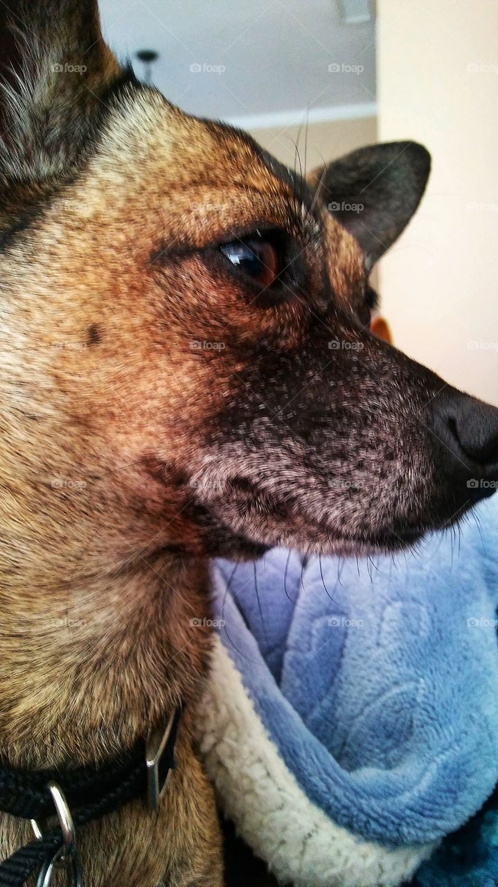 Rescue Baby Charles ....