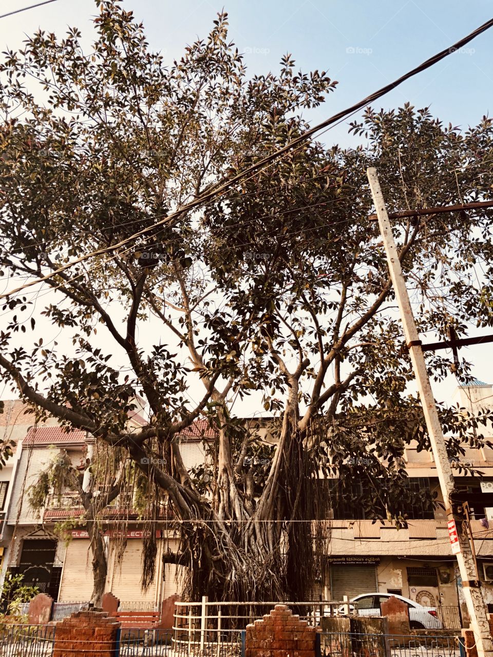 An old tree in the middle of the city 