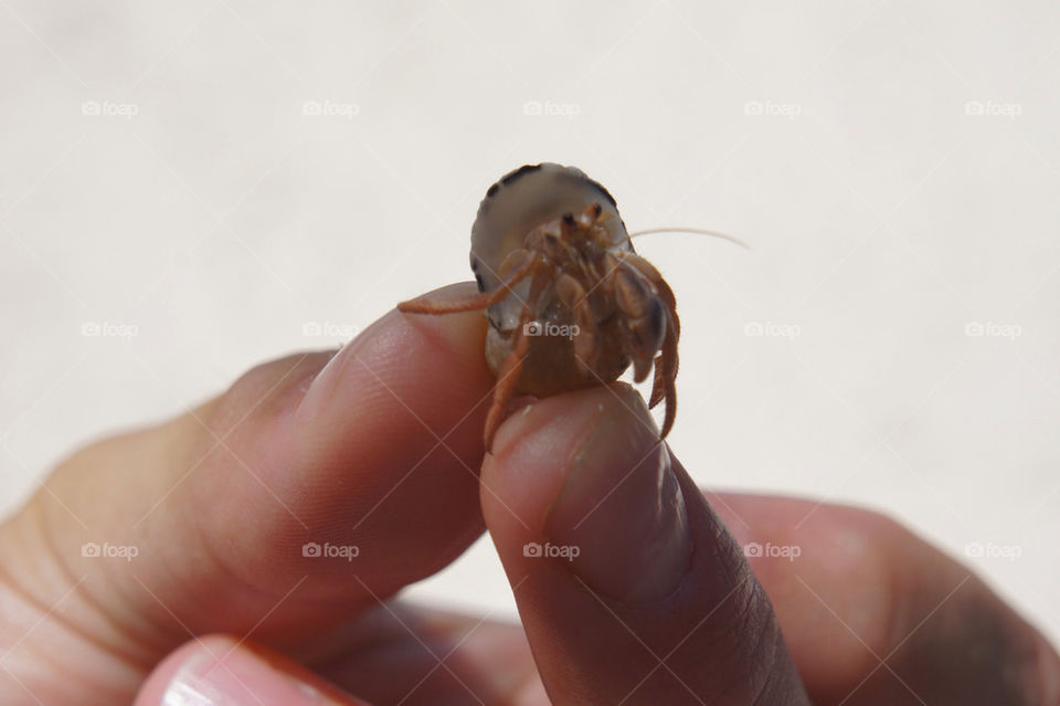 beach mexico crab shell by jrdrmc