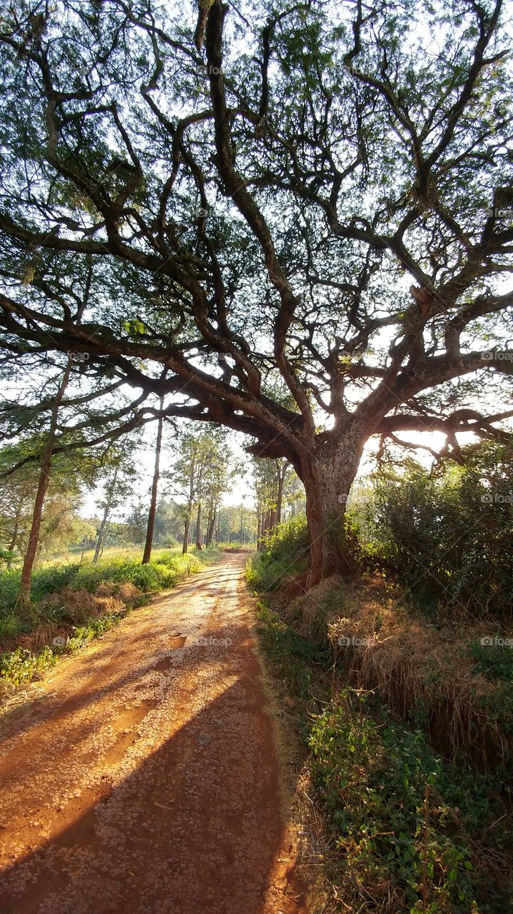 Tree in Tanzania