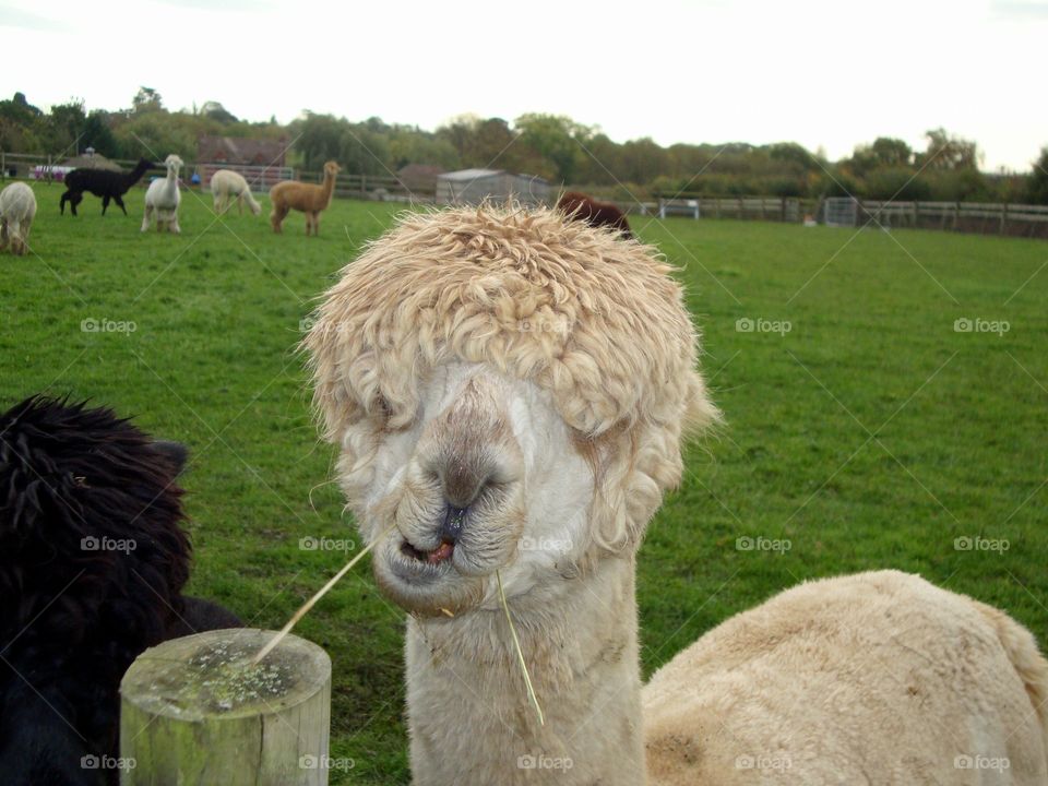 Close-up of white alpaca