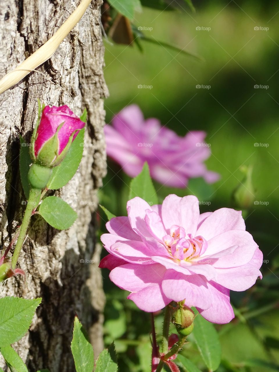 The beauty of flowers