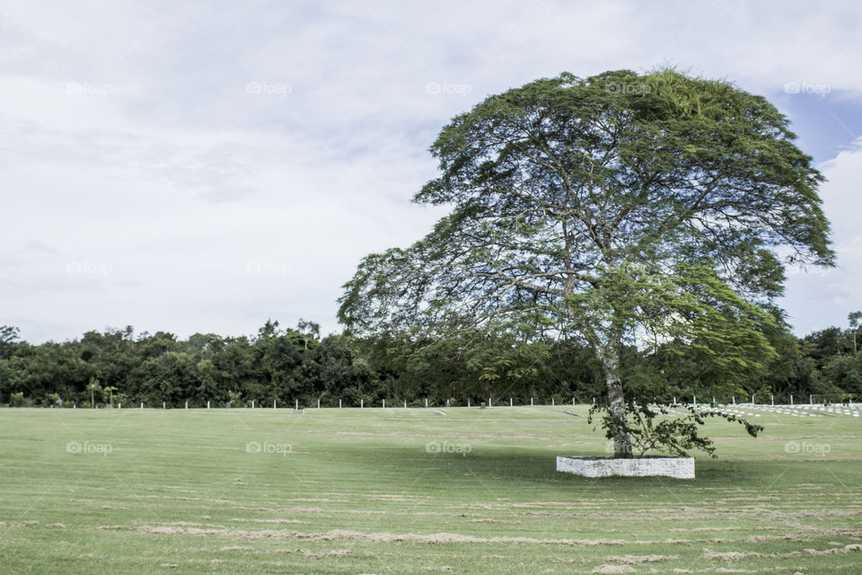 Tree, Grass, Landscape, Park, No Person