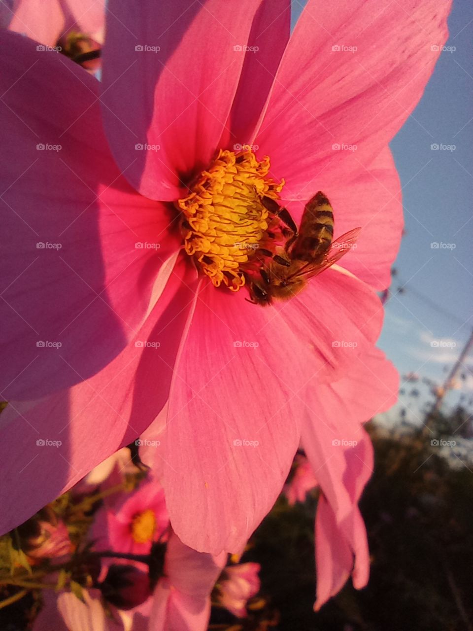 Harvesting in the autumn. A bee on a pink flower collecting nectar